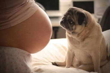 Les nombreux avantages d’avoir un chien pendant la grossesse