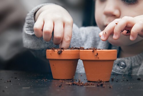 Comment semer des graines à la maison ?